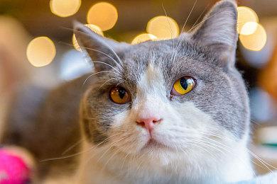 《战神：诸神黄昏》预告演示与实机对比 游戏画面缩水？